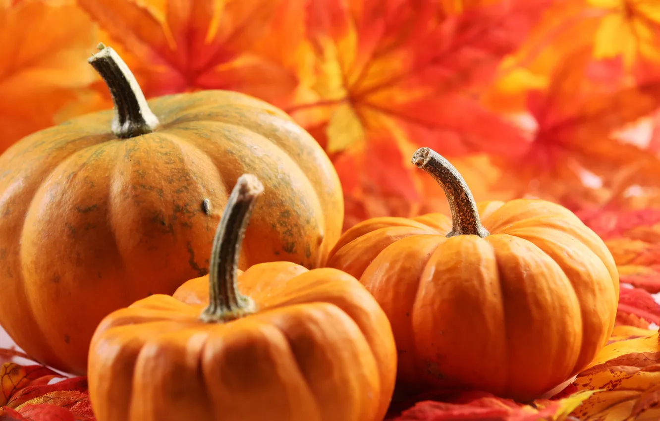 Photo wallpaper autumn, foliage, pumpkin, autumn, leaves, pumpkin