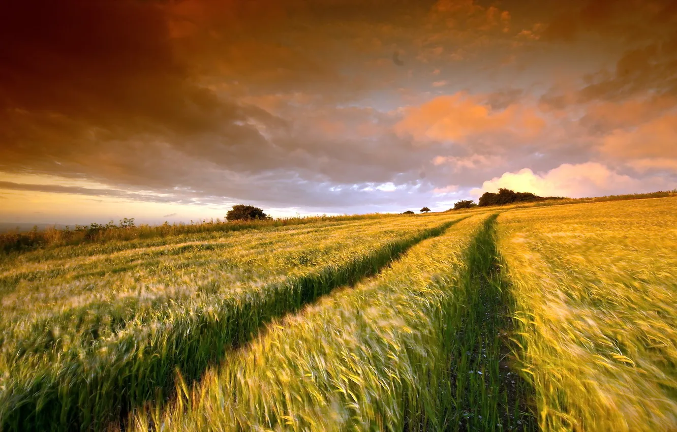 Photo wallpaper field, landscape, ears