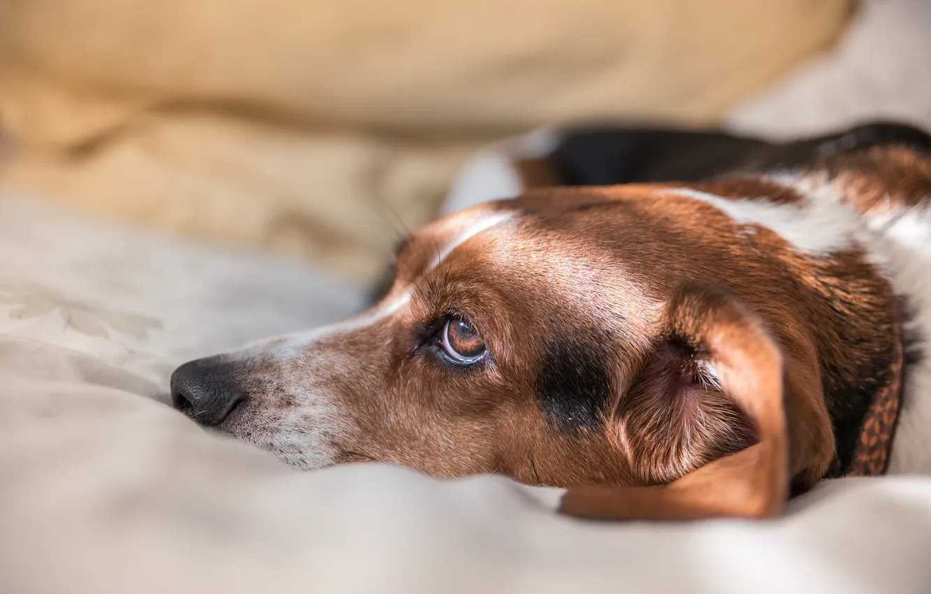 Photo wallpaper look, comfort, each, home, dog