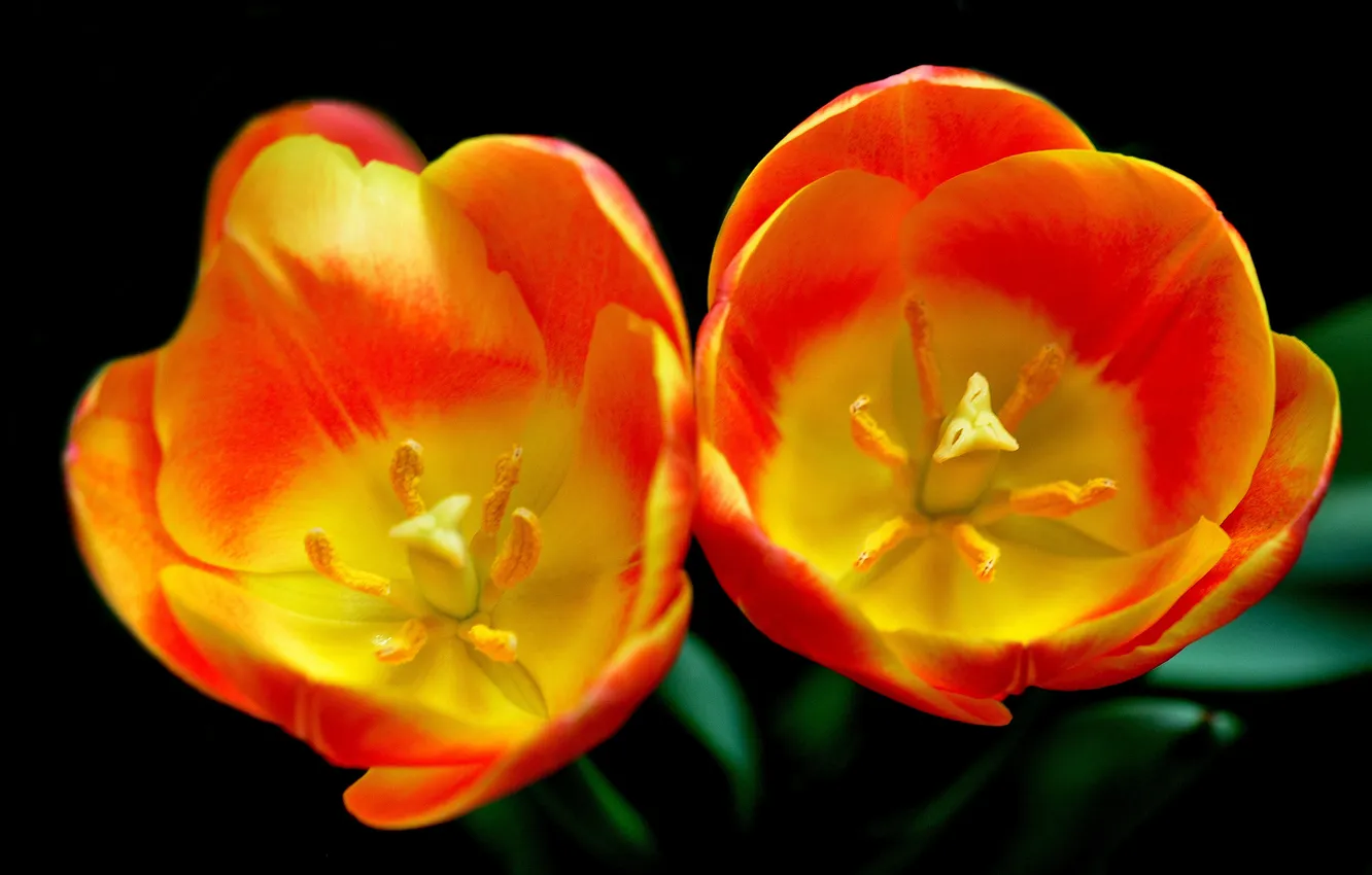 Photo wallpaper macro, Tulip, petals, pair