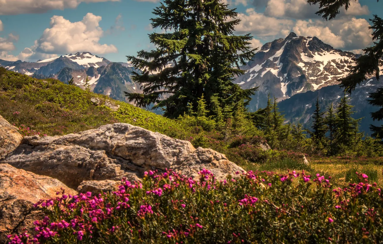 Photo wallpaper trees, flowers, mountains, ate, Washington, The cascade mountains, Washington State, Cascade Range