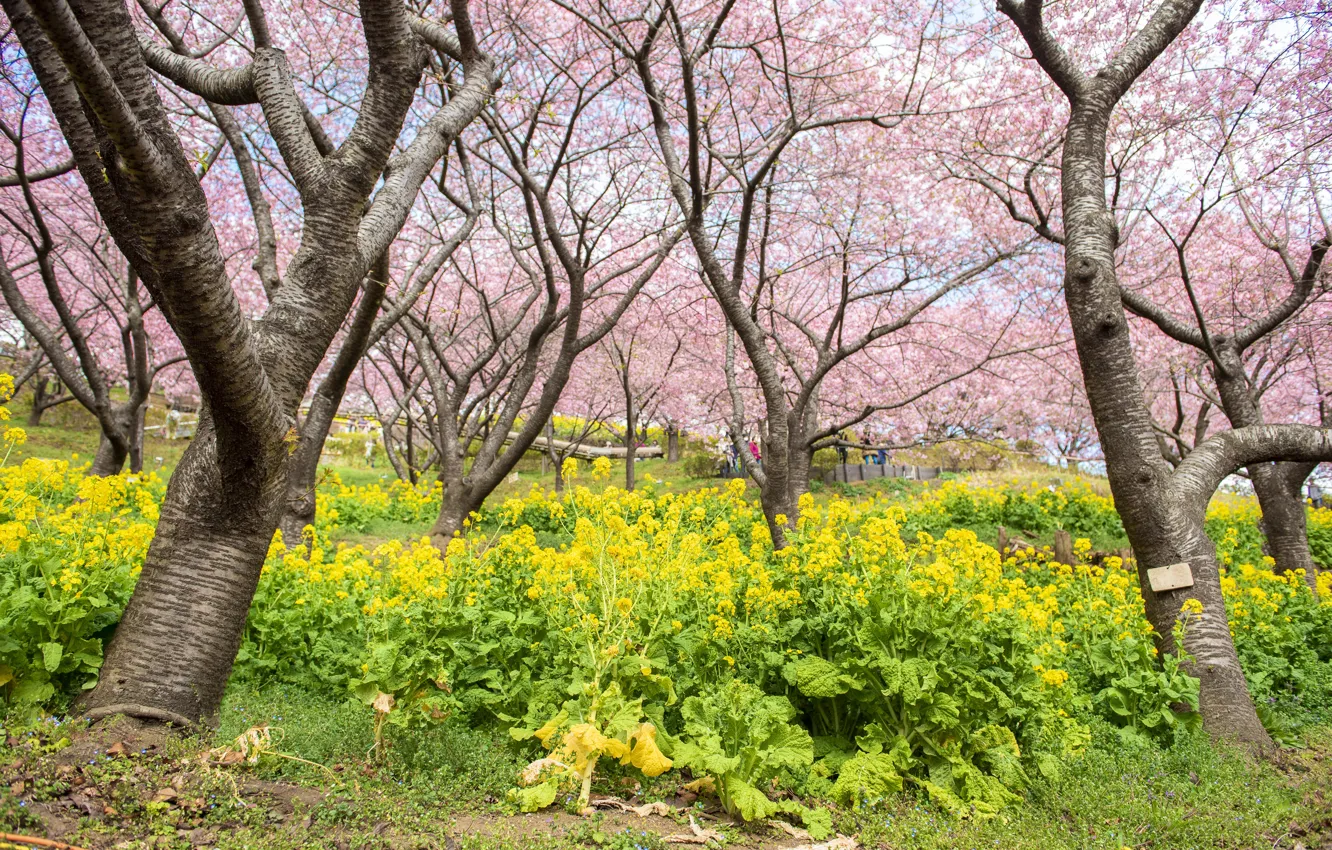 Photo wallpaper trees, flowers, Park, spring, Sakura, flowering, pink, blossom
