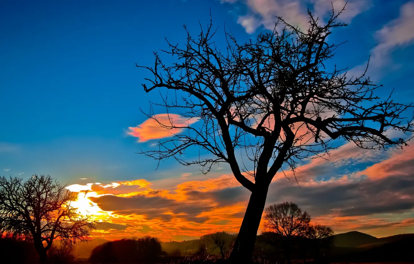 Photo wallpaper clouds, trees, sunset, silhouette, glow