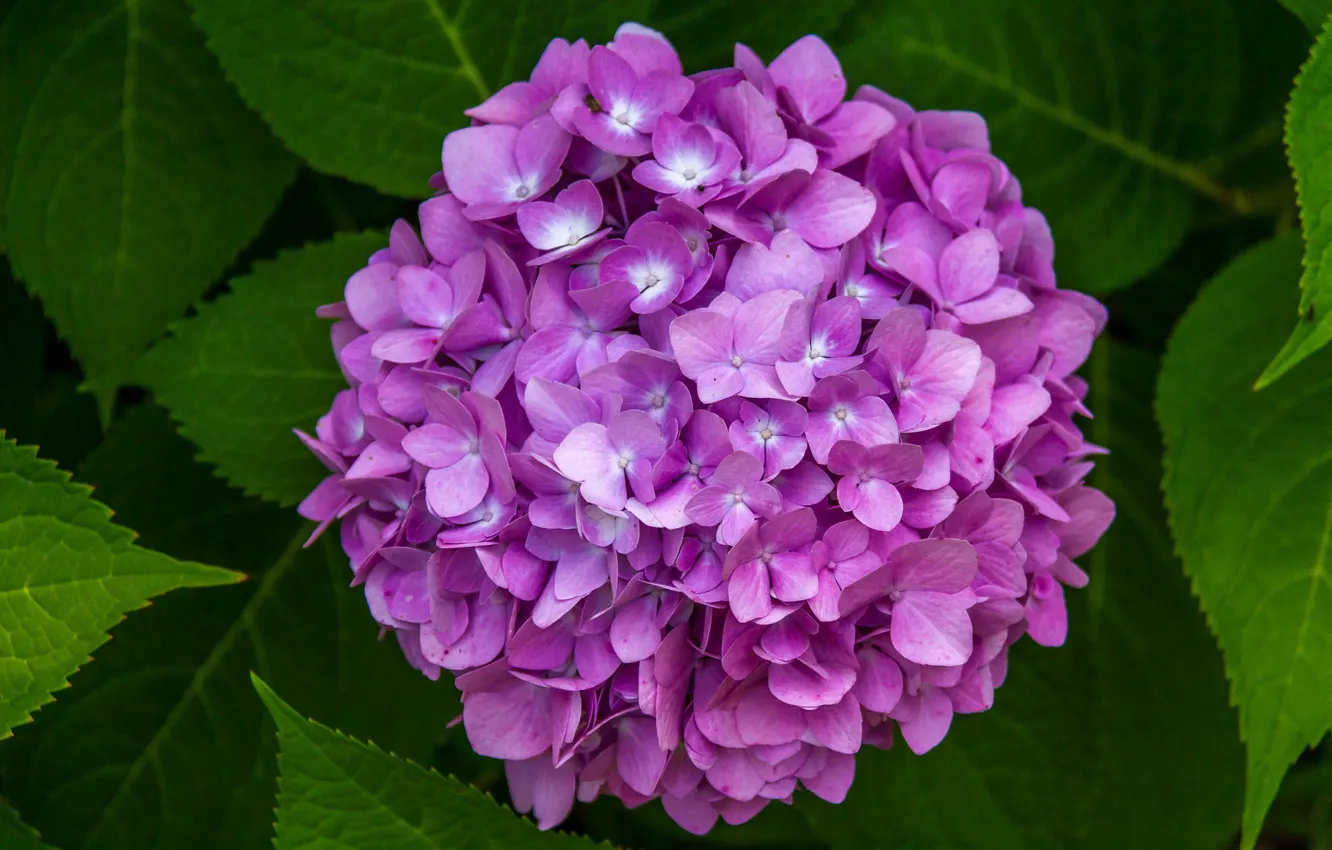 Photo wallpaper balls, purple, hydrangea