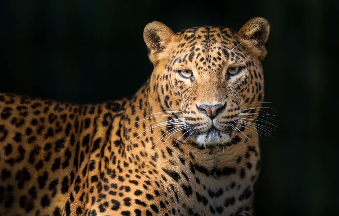 Photo wallpaper leopard, leopard, Juan I. Cuadrado