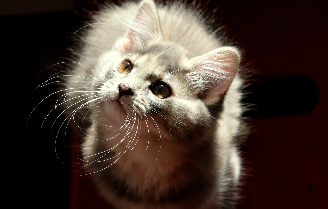 Photo wallpaper cat, look, grey, background, fluffy