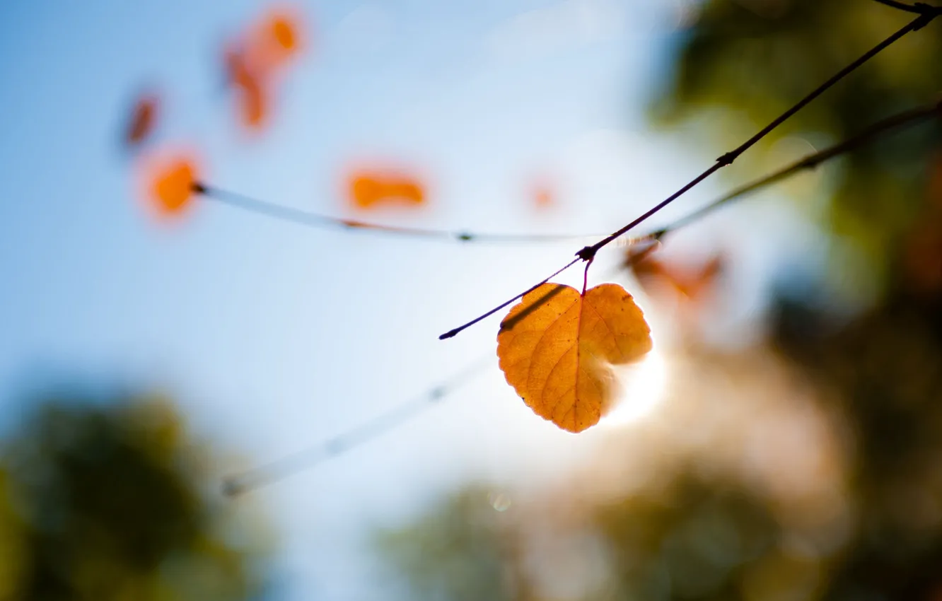 Photo wallpaper autumn, macro, light, branches, sheet, glare