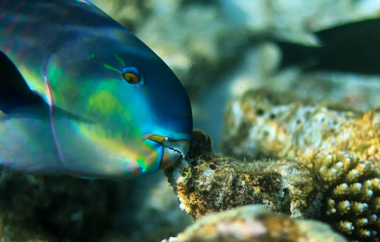 Photo wallpaper fish, vacation, The Maldives, Maldives, want to go back