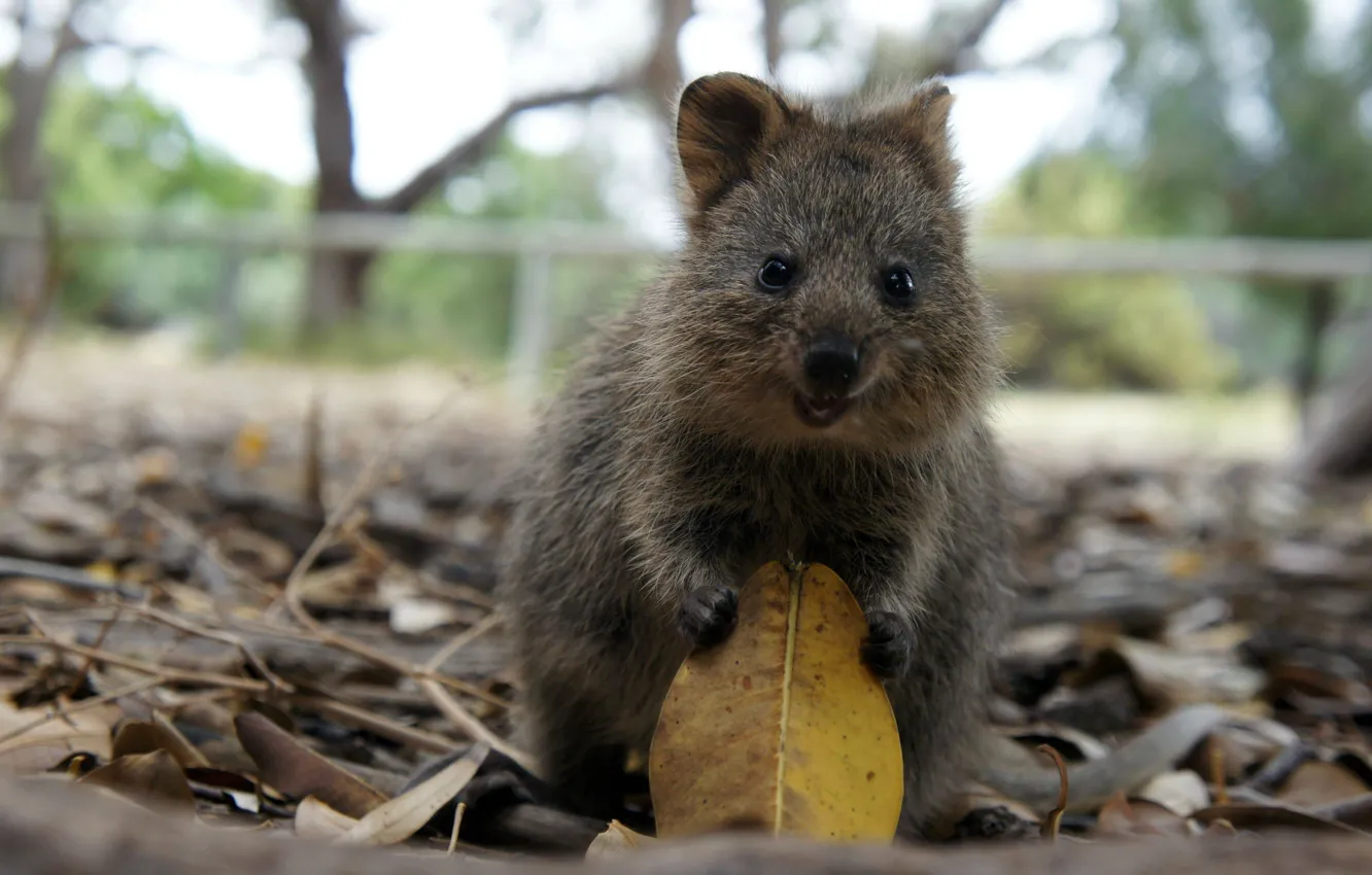 Photo wallpaper forest, leaves, small, animal, quokka
