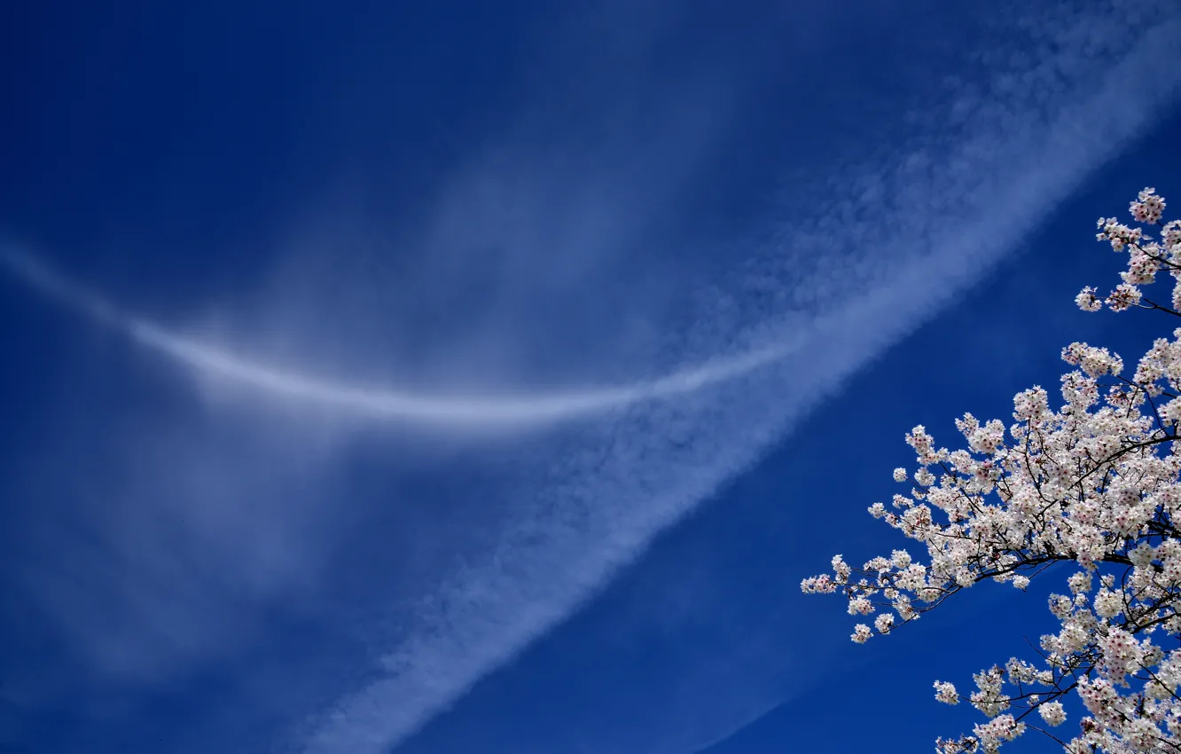Photo wallpaper the sky, clouds, branches, cherry, Sakura