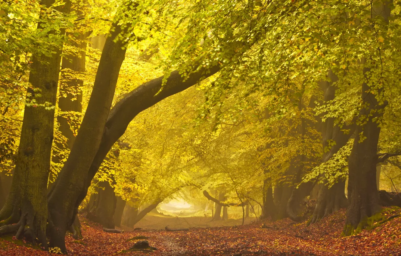 Photo wallpaper road, autumn, landscape, fog