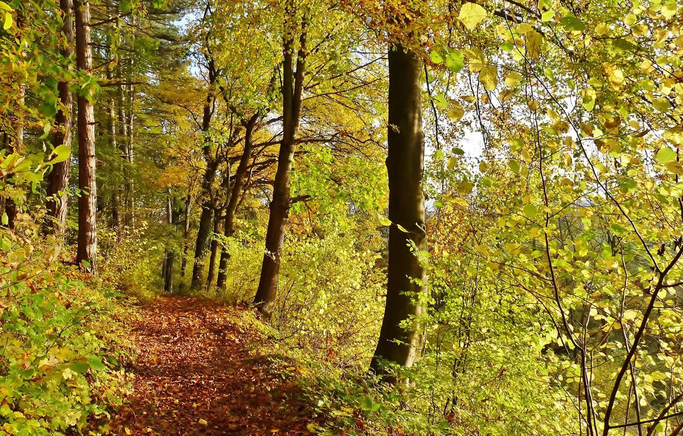 Photo wallpaper forest, leaves, trees, trail, Autumn, forest, grove, the bushes
