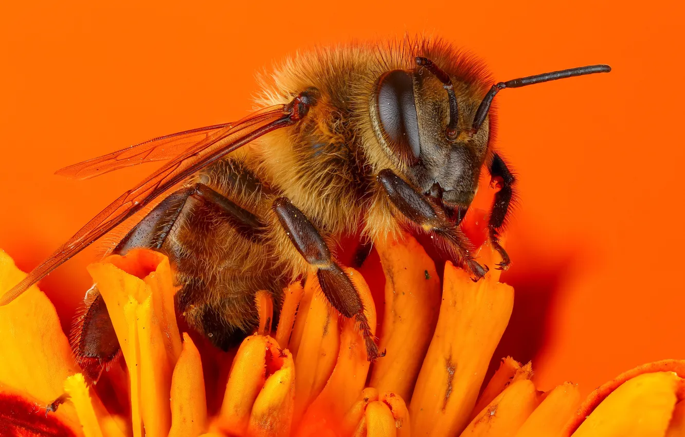 Photo wallpaper flower, macro, orange, bee, background, insect, bumblebee