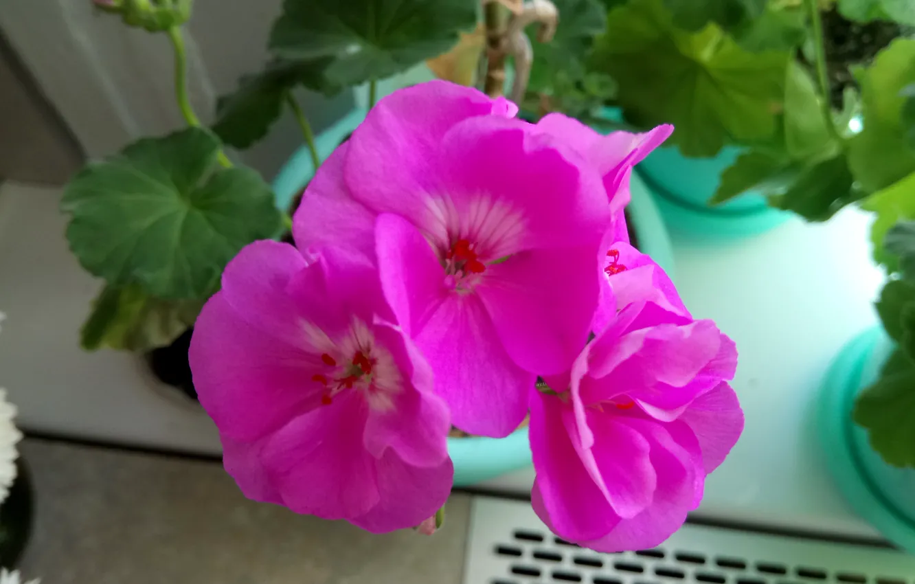 Photo wallpaper flowers, geranium, pelargonium
