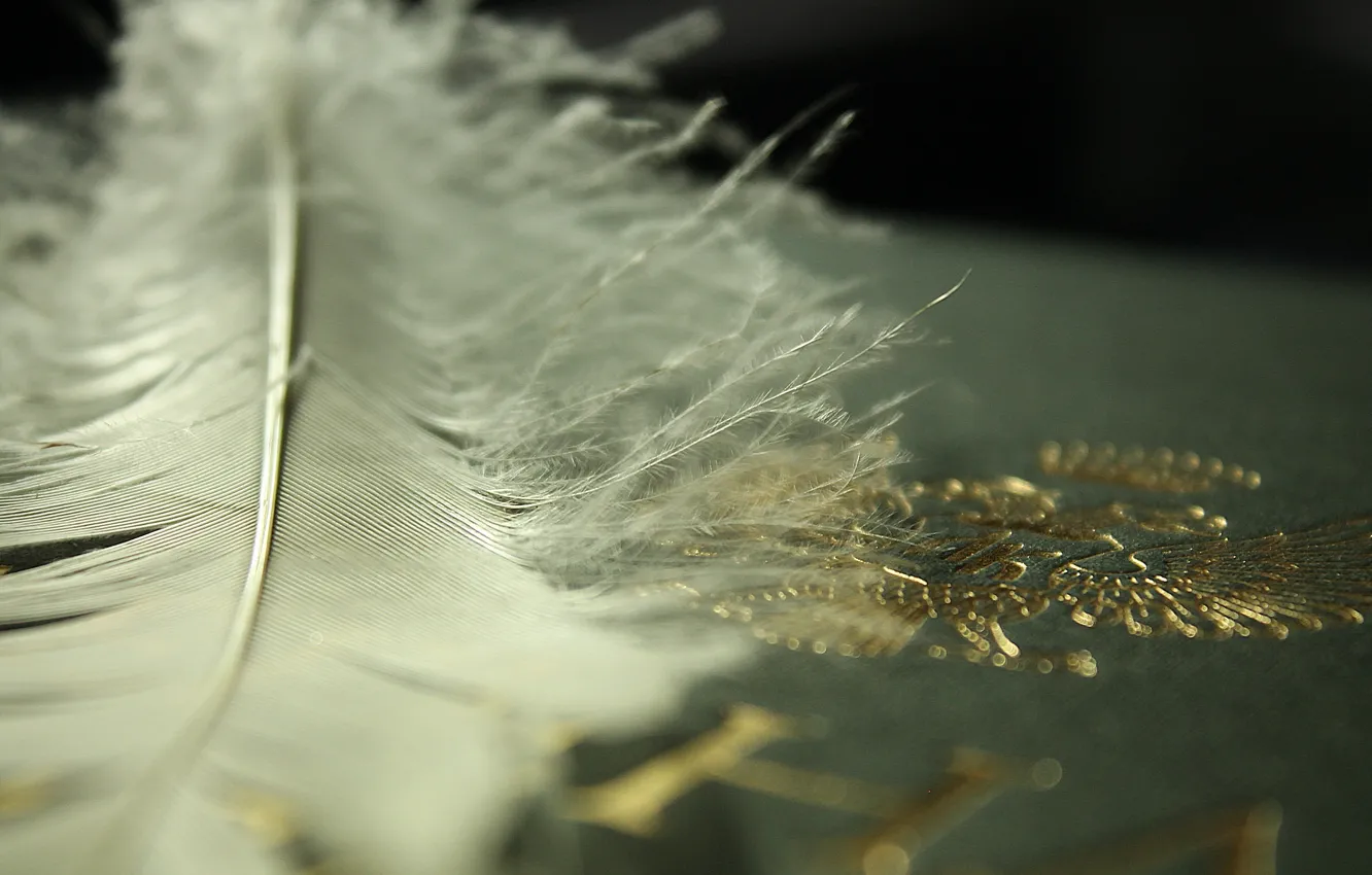 Photo wallpaper feathers, book, coat of arms, gilding.