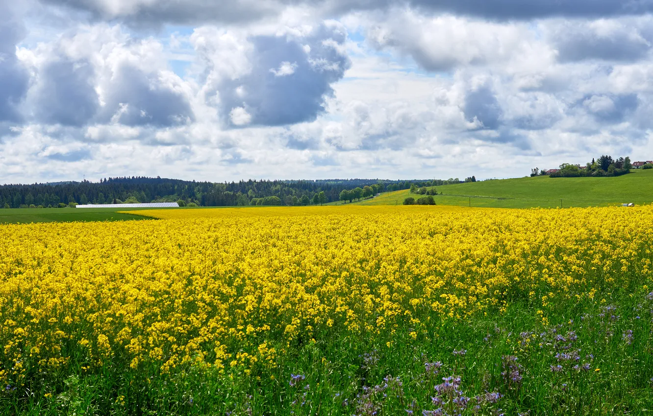 Photo wallpaper road, field, trees, rape, rapeseed field