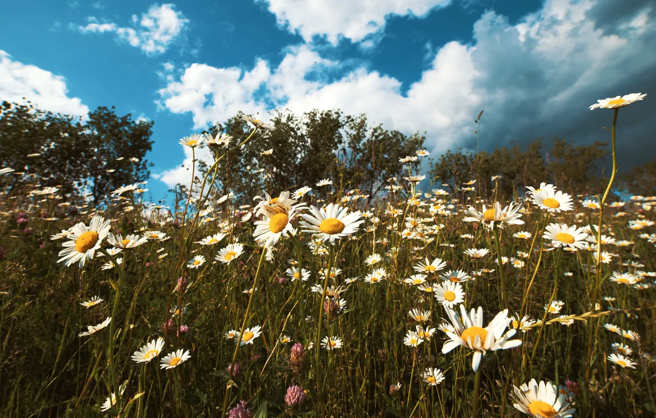Photo wallpaper field, summer, the sky, clouds, trees, flowers, blue, chamomile