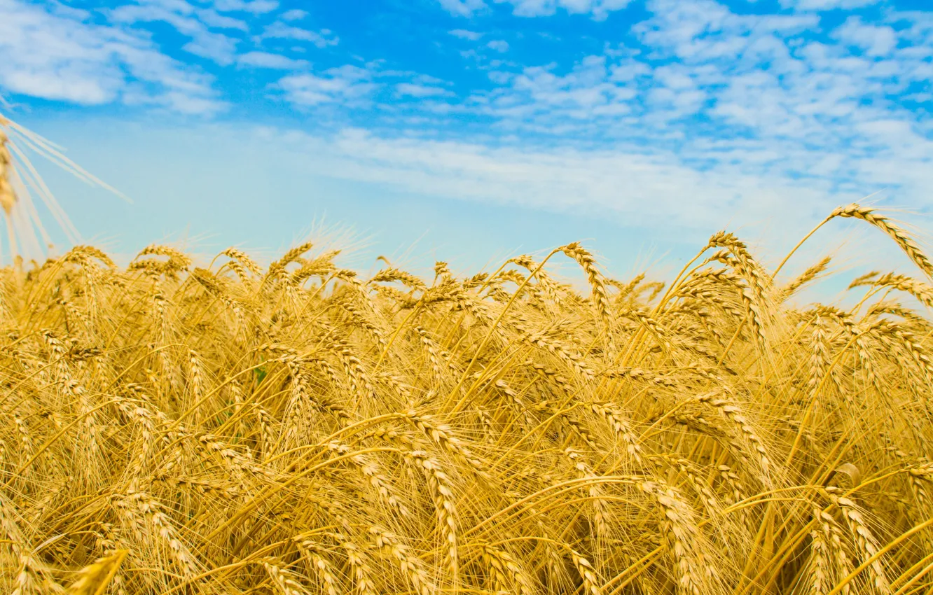 Photo wallpaper wheat, field, the sky, clouds, macro, nature, field, spikelets
