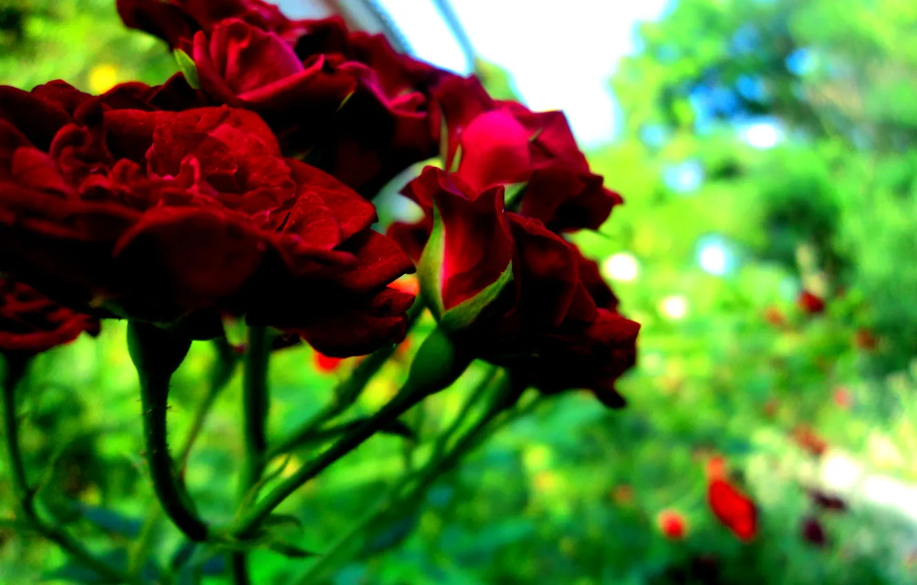Photo wallpaper flowers, nature, rose