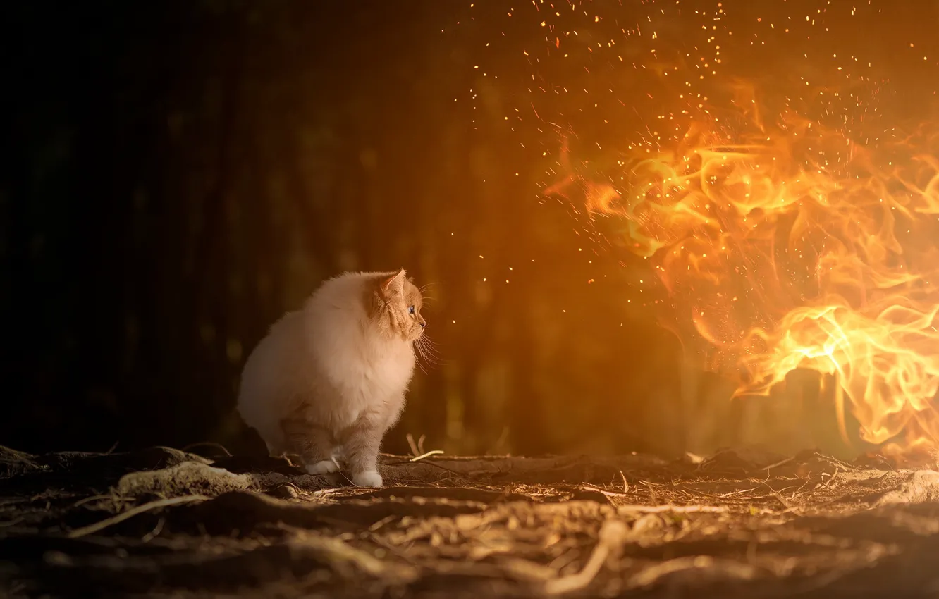 Photo wallpaper forest, cat, cat, look, night, nature, fire, flame