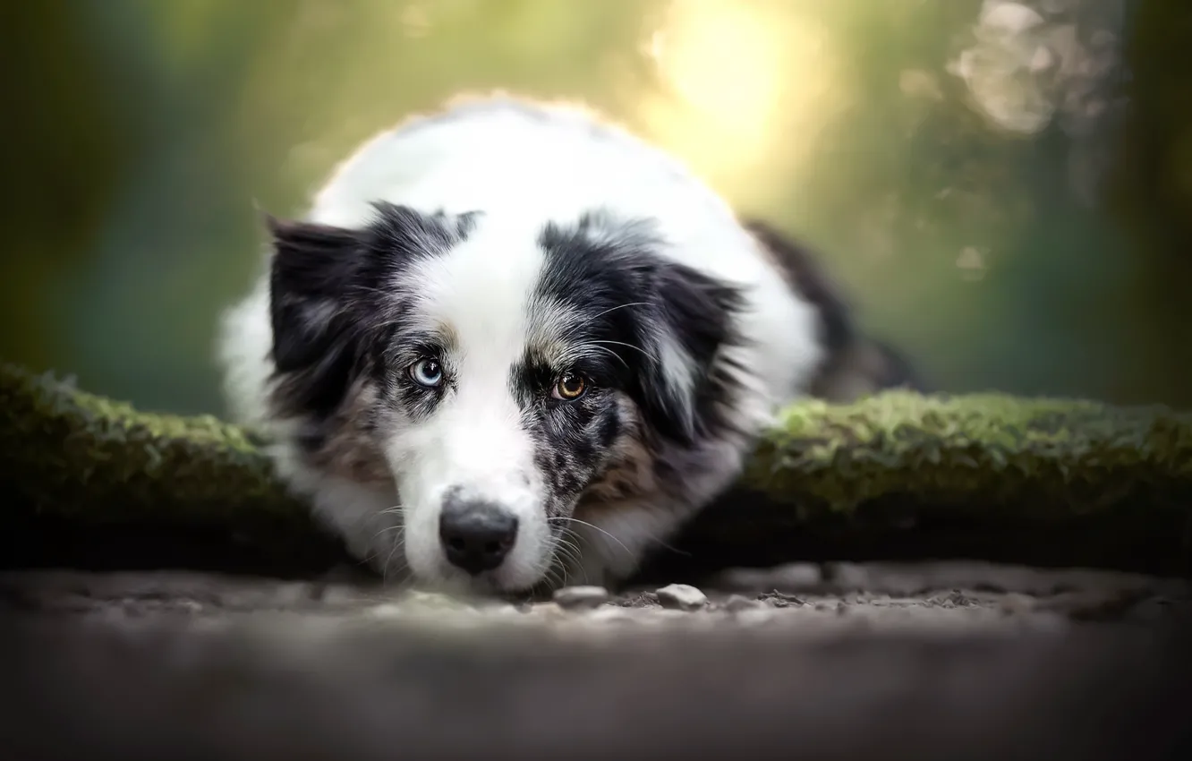 Photo wallpaper nature, each, dog