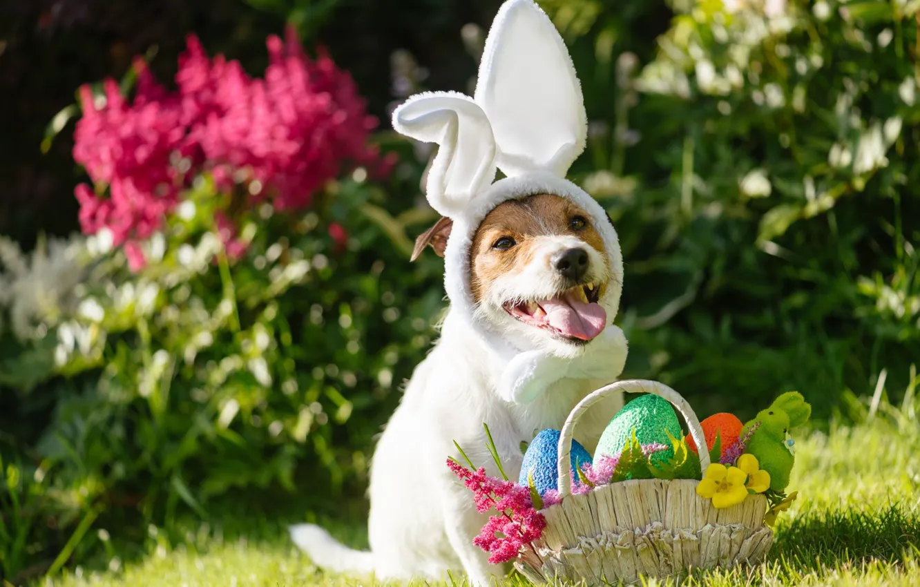 Photo wallpaper eggs, dog, Easter, puppy