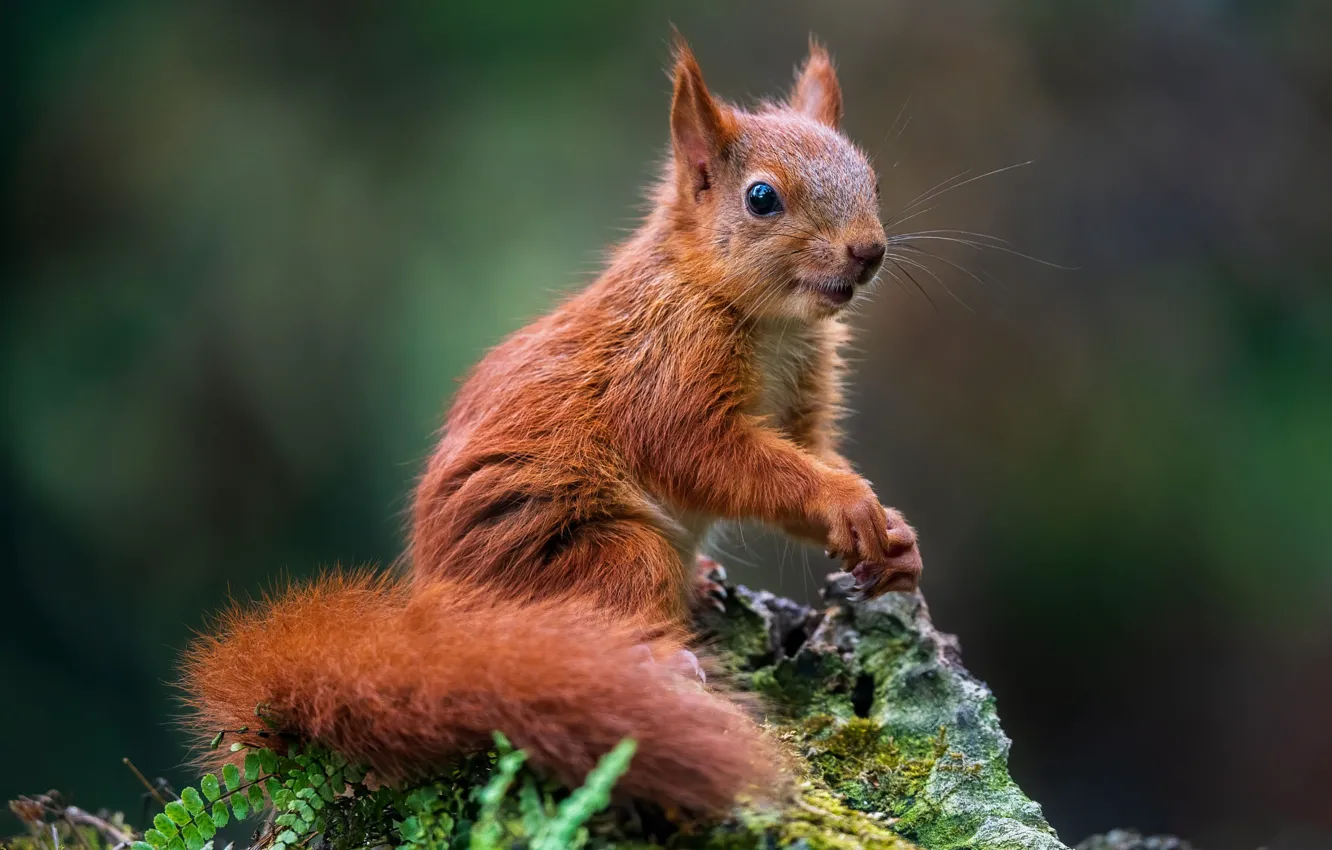 Photo wallpaper nature, pose, stones, animal, moss, protein, animal, rodent