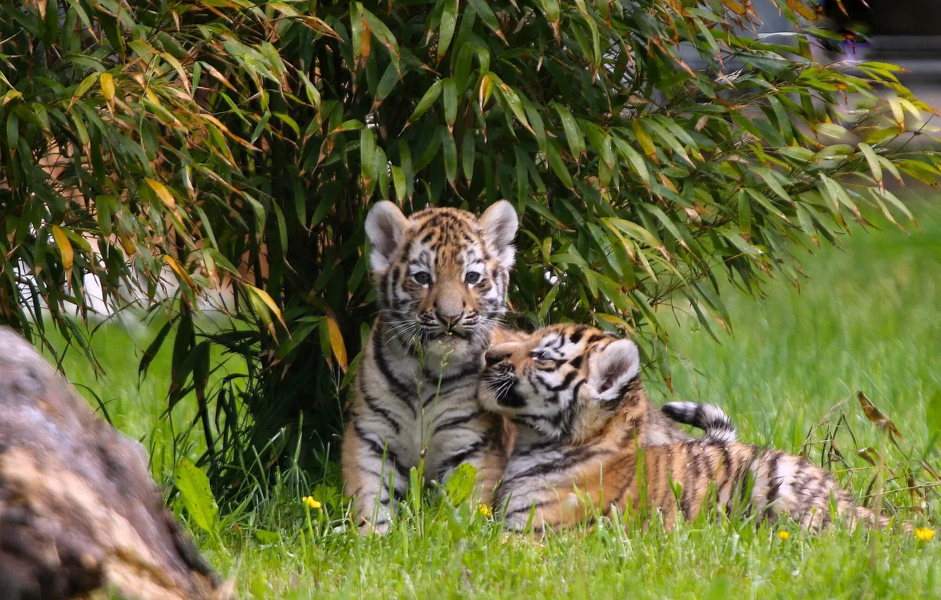Photo wallpaper kittens, kids, a couple, tigers, the cubs, twins, cubs