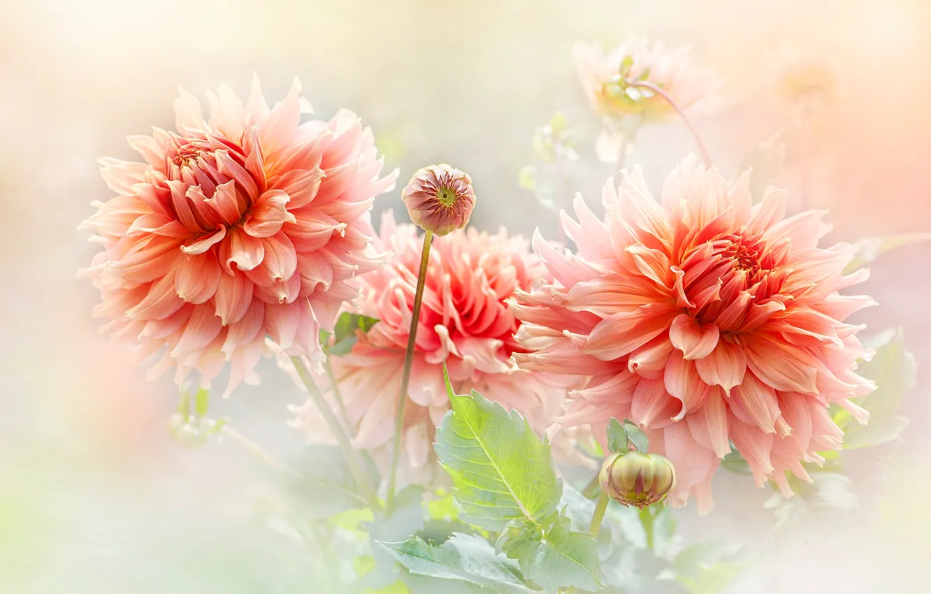Photo wallpaper flowers, orange, bouquet, light background, buds, dahlias