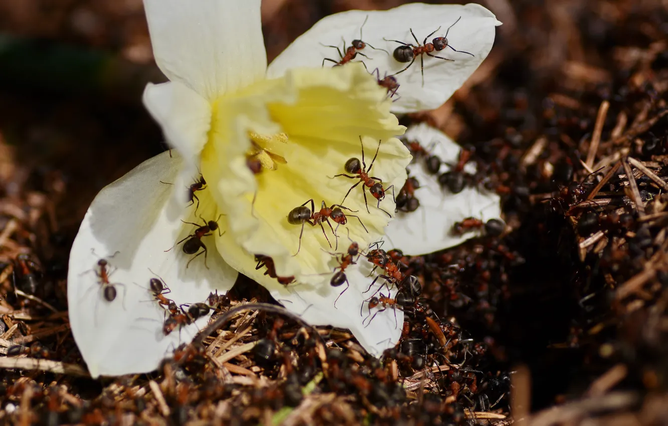 Photo wallpaper nature, spring, ants