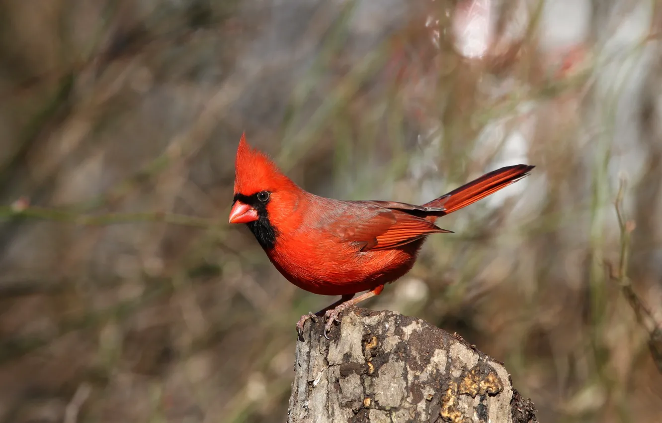 Photo wallpaper branches, red, background, bird, stump, bitches, bokeh, cardinal