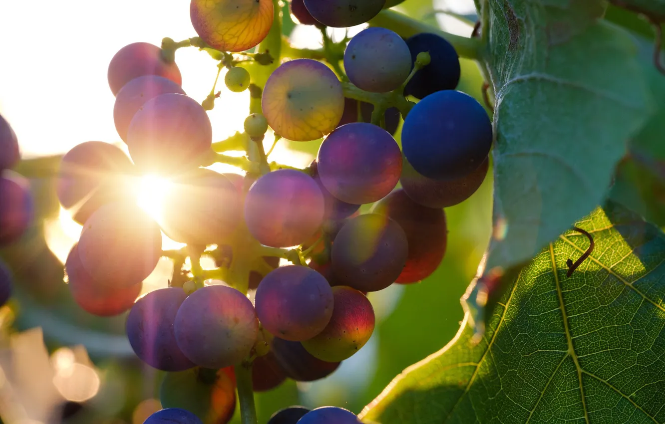 Photo wallpaper blue, berries, grapes, bunch