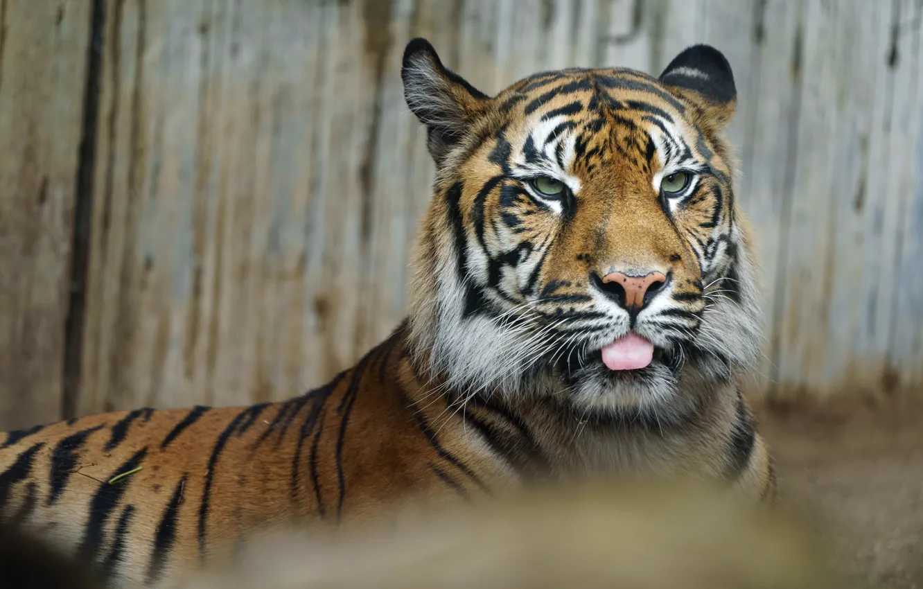Photo wallpaper look, face, nature, tiger, pose