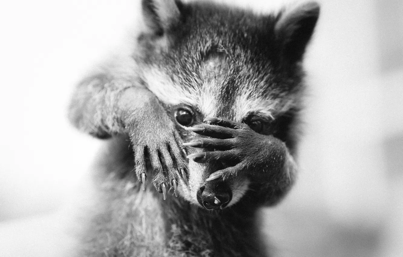 Photo wallpaper animal, legs, muzzle, raccoon, cub, monochrome