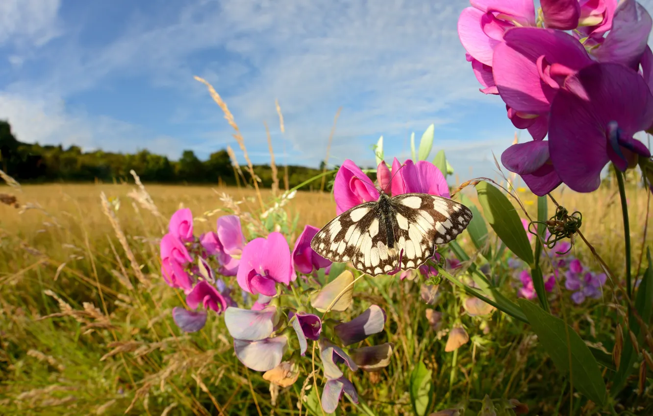 Photo wallpaper field, summer, flowers, butterfly, sweet peas