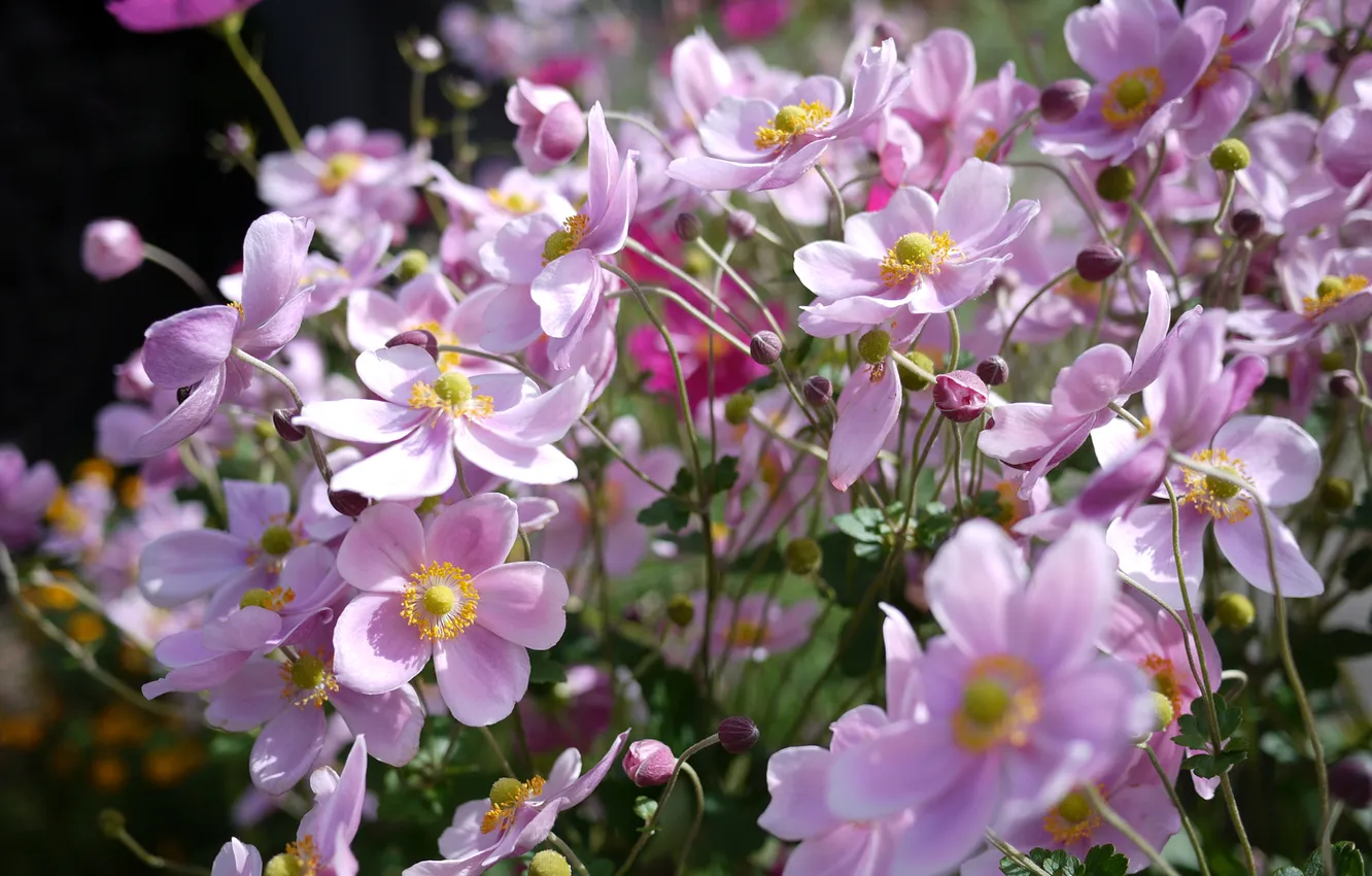 Photo wallpaper flowers, pink, Sunny, anemones, anemone