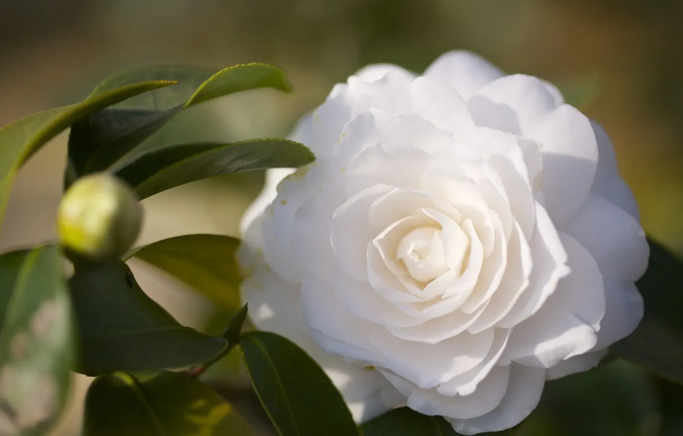 Photo wallpaper white, flowers, foliage, Camellia