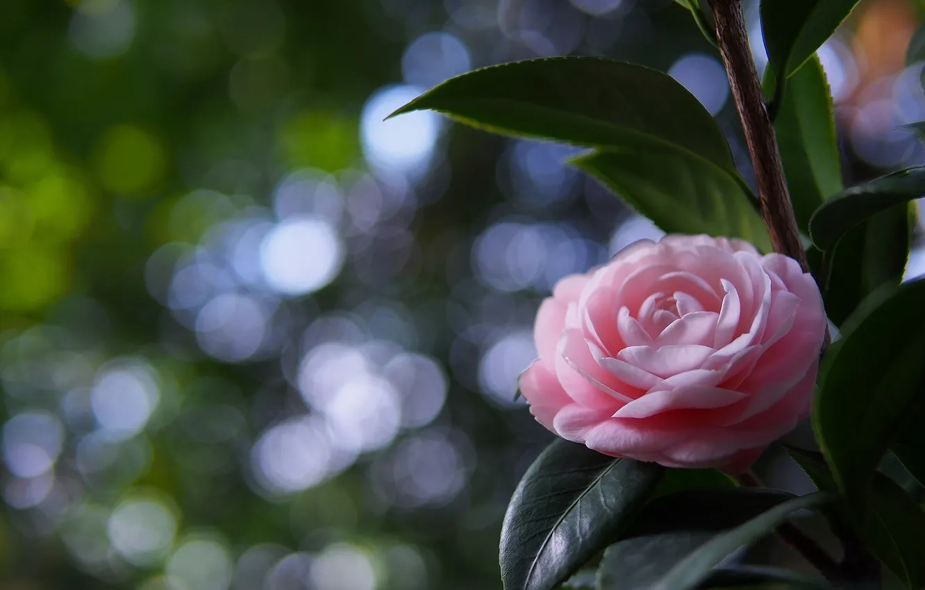 Photo wallpaper flowers, petals, pink, Camellia