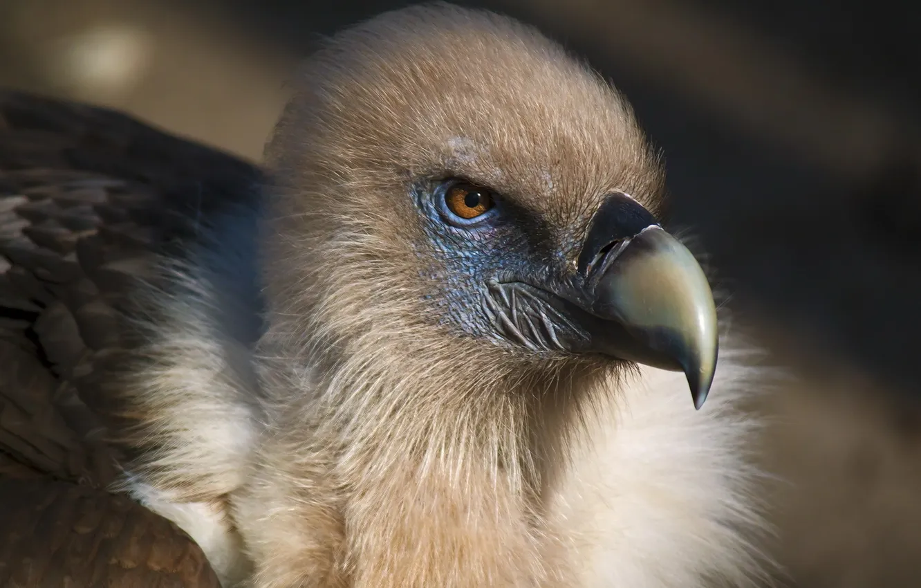 Photo wallpaper macro, nature, bird