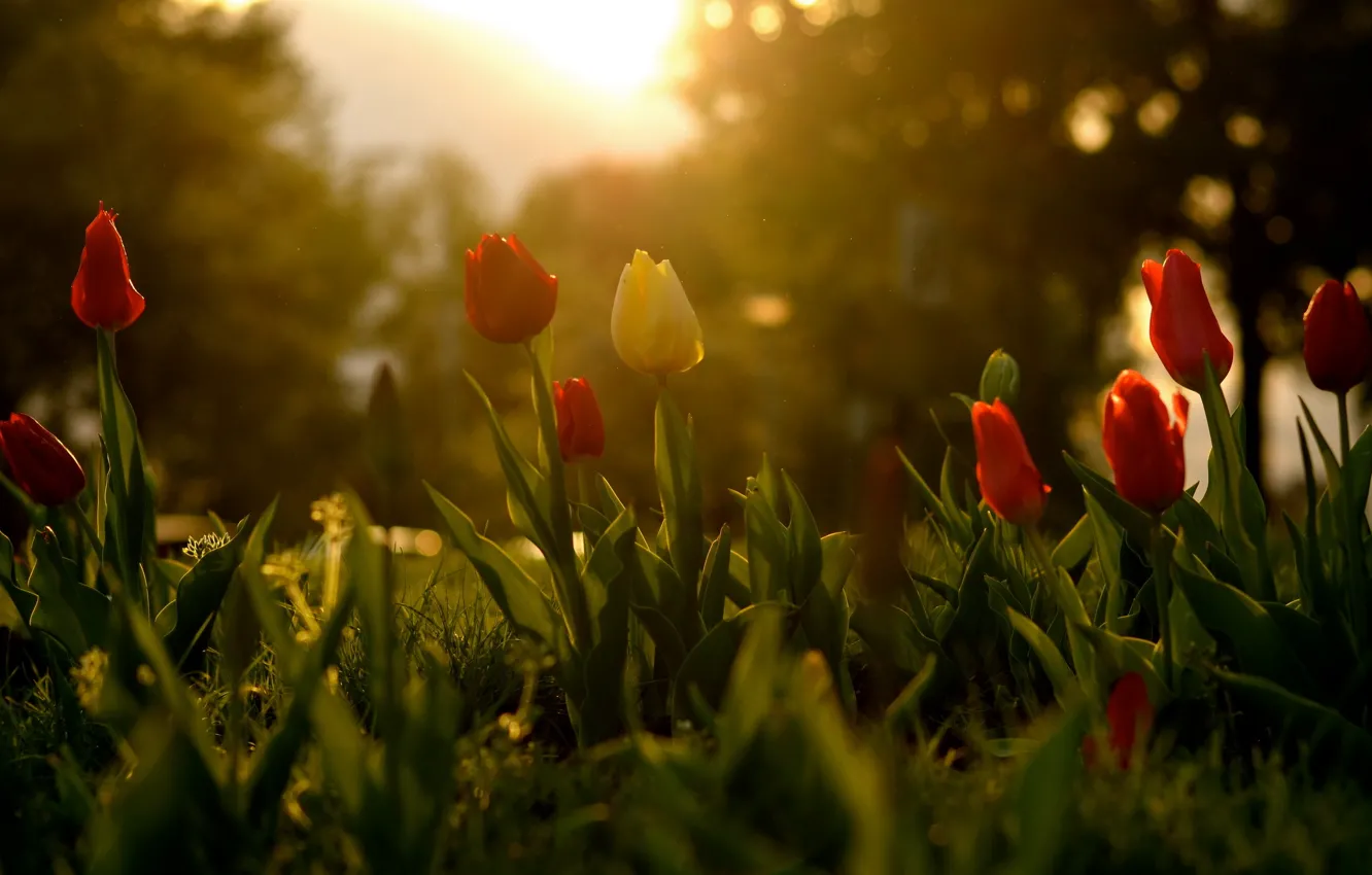 Photo wallpaper flowers, spring, tulips