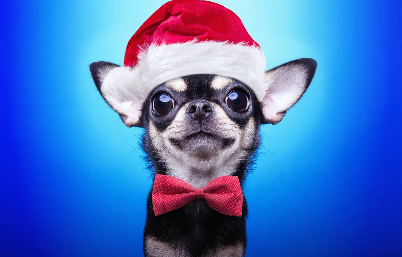 Photo wallpaper dog, New Year, Christmas, Christmas, dog, 2018, Merry Christmas, Xmas