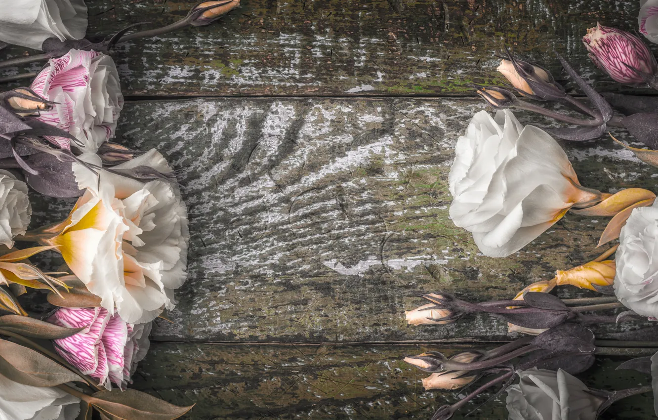 Photo wallpaper flowers, background, buds, eustoma