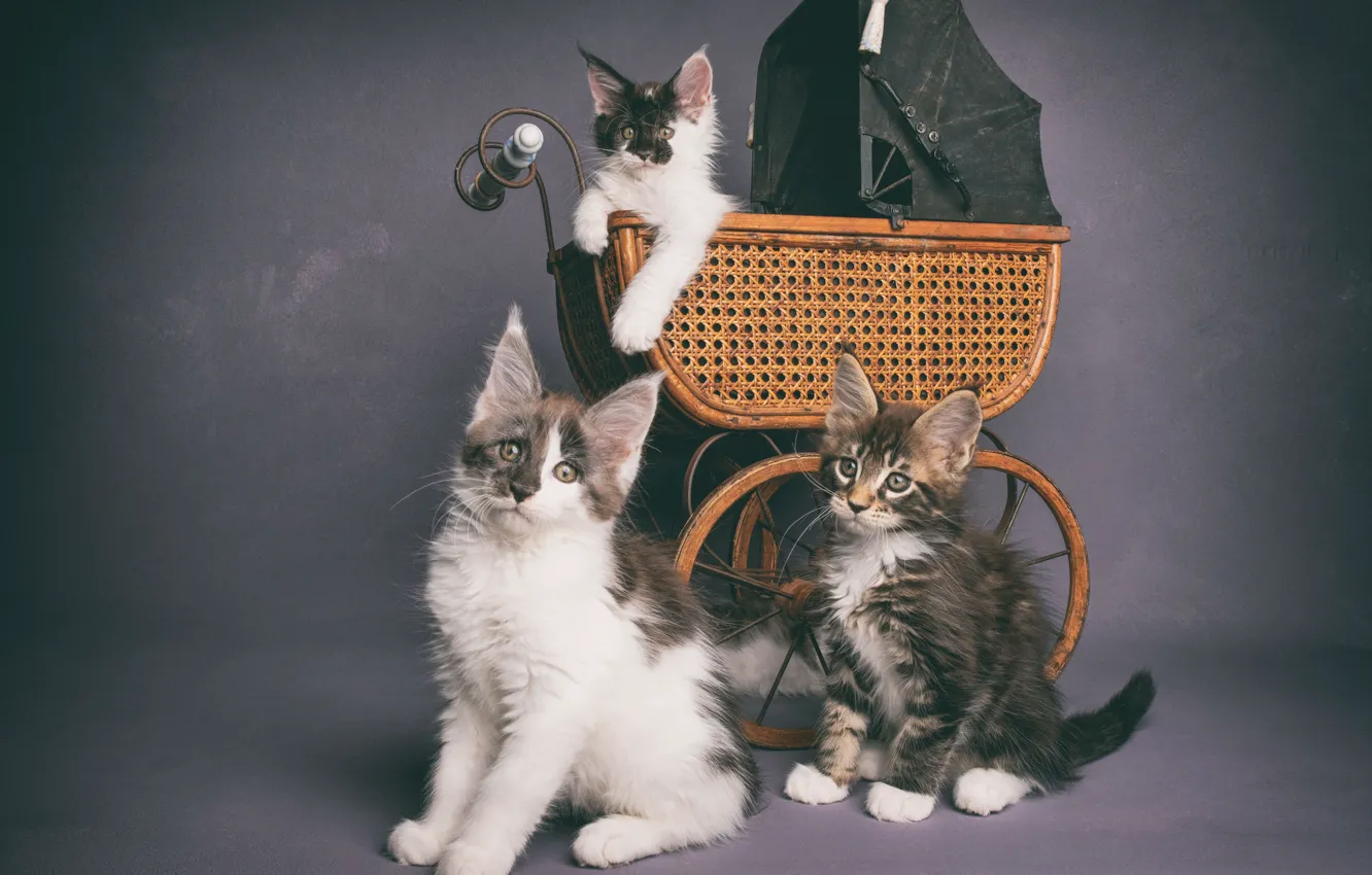 Photo wallpaper cat, stroller, kitty, trio