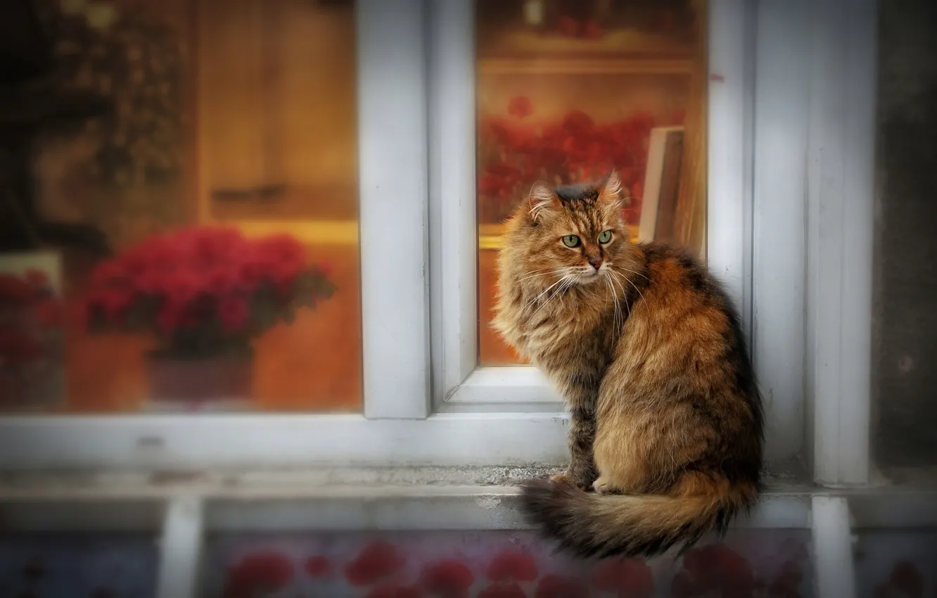 Photo wallpaper cat, cat, look, glass, flowers, pose, house, frame