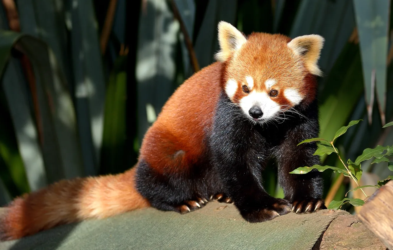 Photo wallpaper the sun, red Panda, firefox