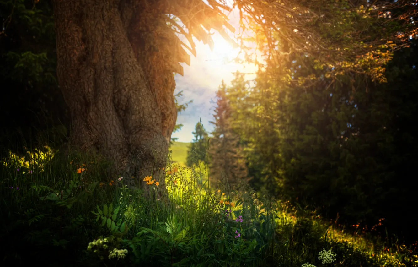 Photo wallpaper summer, grass, trees, flowers, treatment