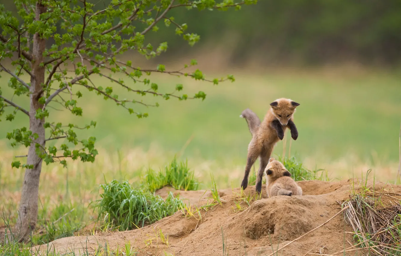Photo wallpaper nature, baby, Fox
