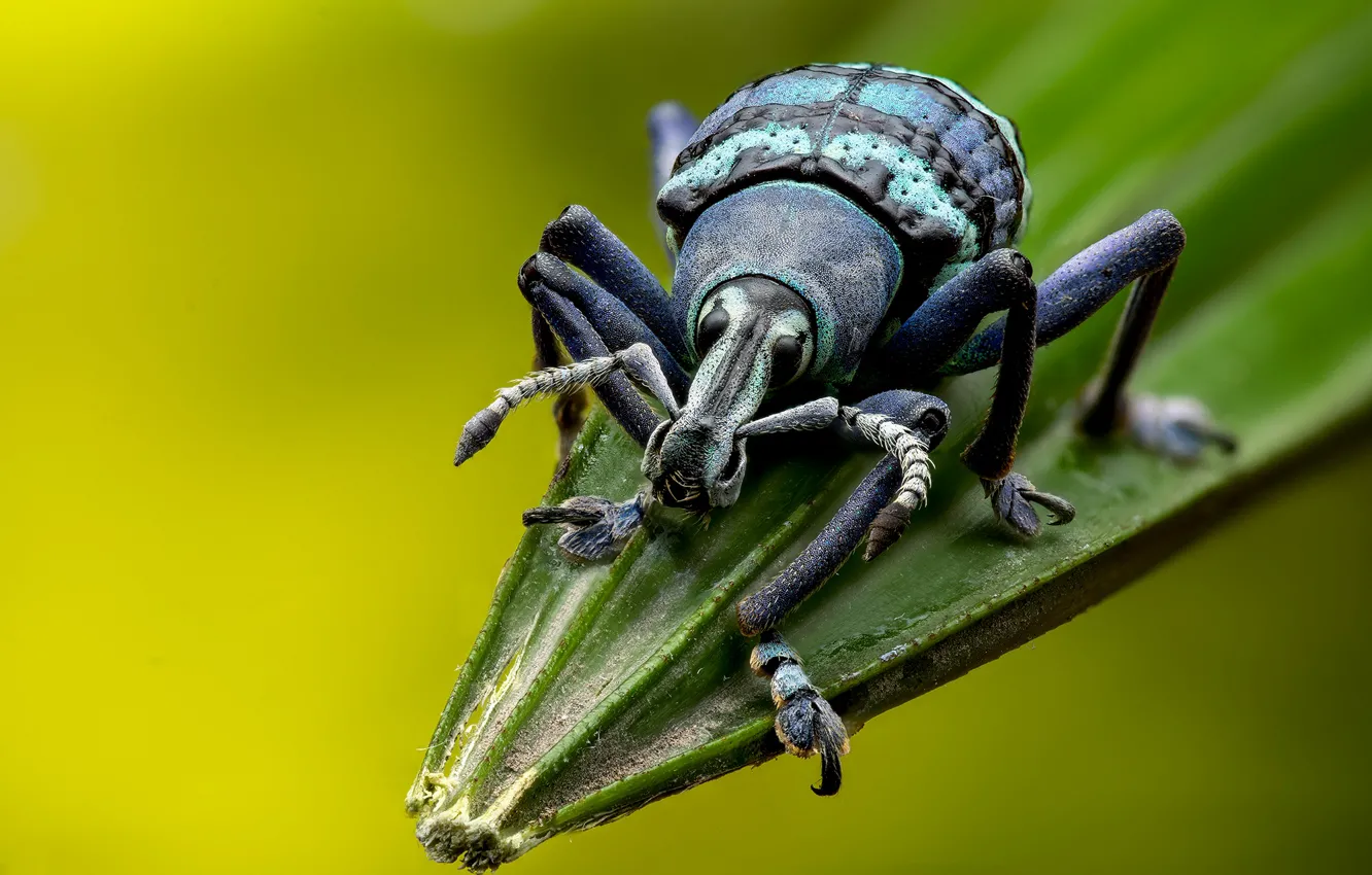 Photo wallpaper macro, green, background, leaf, beetle, insect, weevil