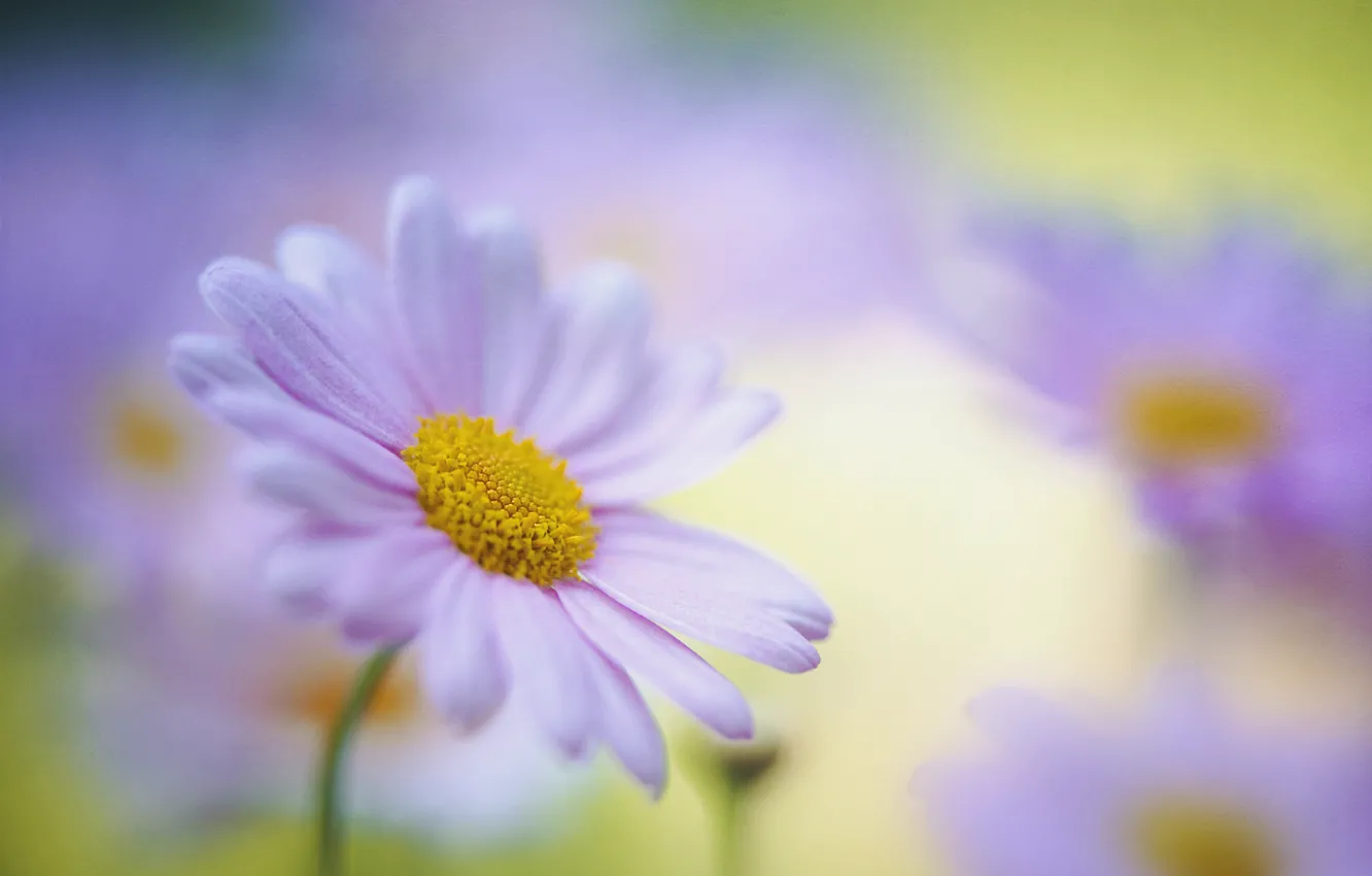 Photo wallpaper macro, flowers, petals, blur, Daisy