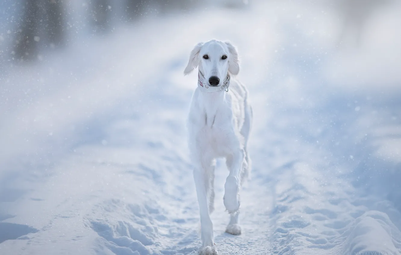 Photo wallpaper winter, snow, dog, white, Saluki, Natalia Lays, Persian Greyhound